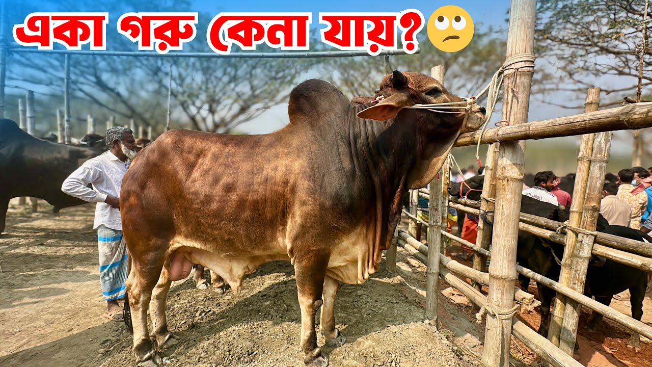 Hazratpur Gorur Haat 2026 Live | হযরতপুর গরুর হাট | Khamari & Qurbani Goru Dordam Today