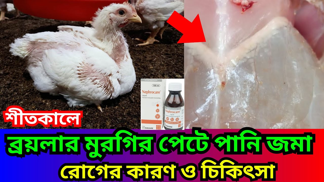 শীতকালে মুরগির পেটে পানি জমা রোগ প্রতিরোধে করণীয়।রোগের লক্ষণ,কারণ ও চিকিৎসা।কি ঔষধ খাওয়াতে হবেA to Z