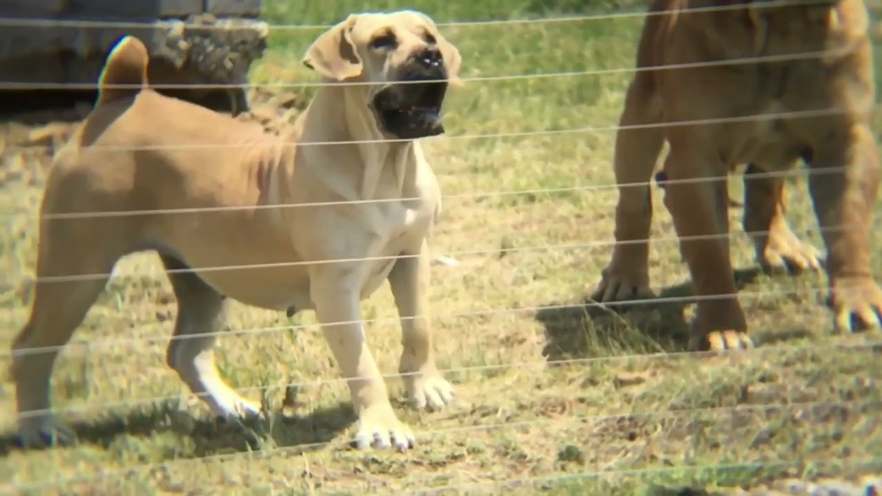 Boerboel Video of Cabaret Son of a Gun - Cabaret Pamela Anderson - Cabaret Bernard