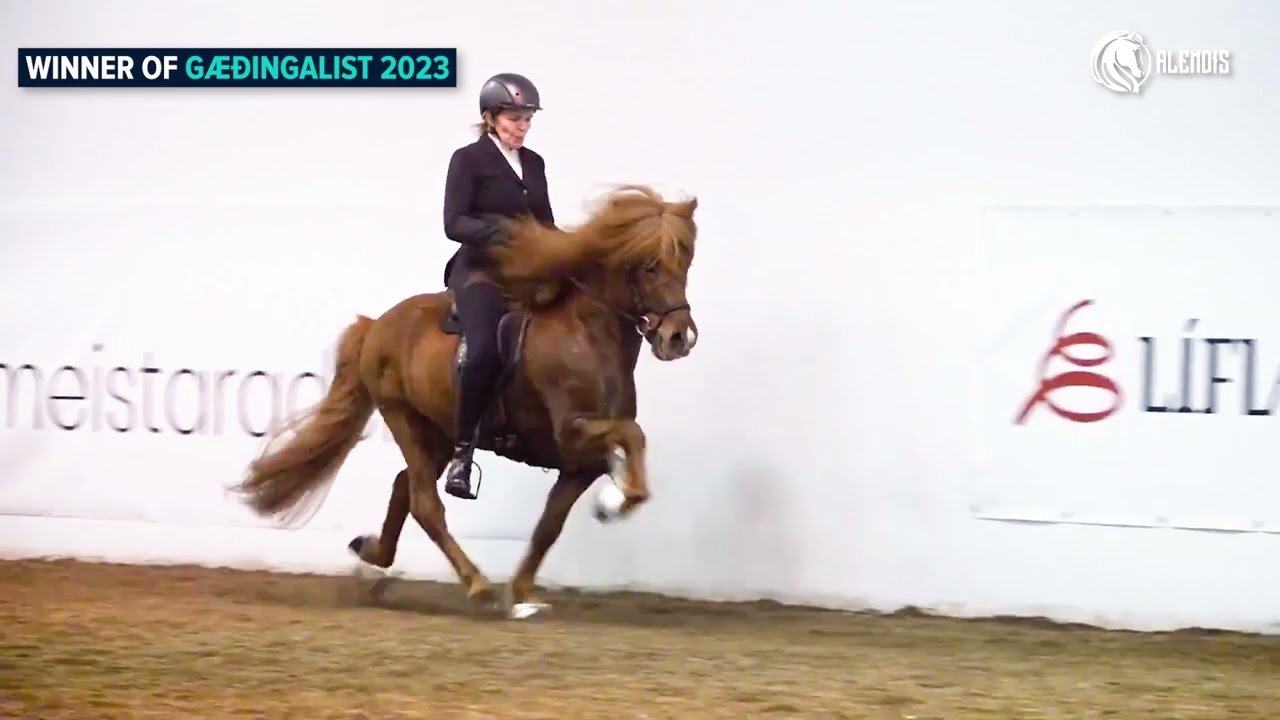 Olil Amble and Glampi frá Ketilsstöðum - Winner of Gæðingalist 2023