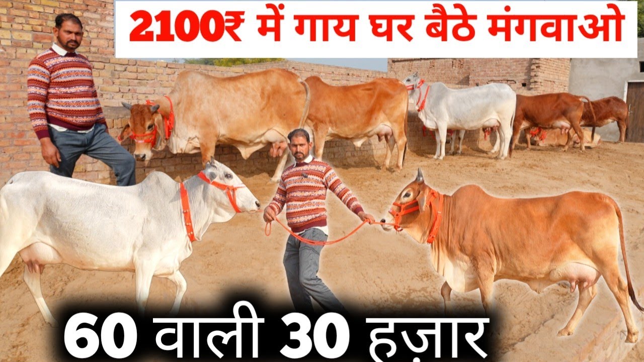 मात्र 2100 ₹ में घर बैठे गाय मंगवाओ 👉 7 Top Tharparkar Sahiwal Rathi Cow 🤟 A1 Quality Premium Cow 🏆
