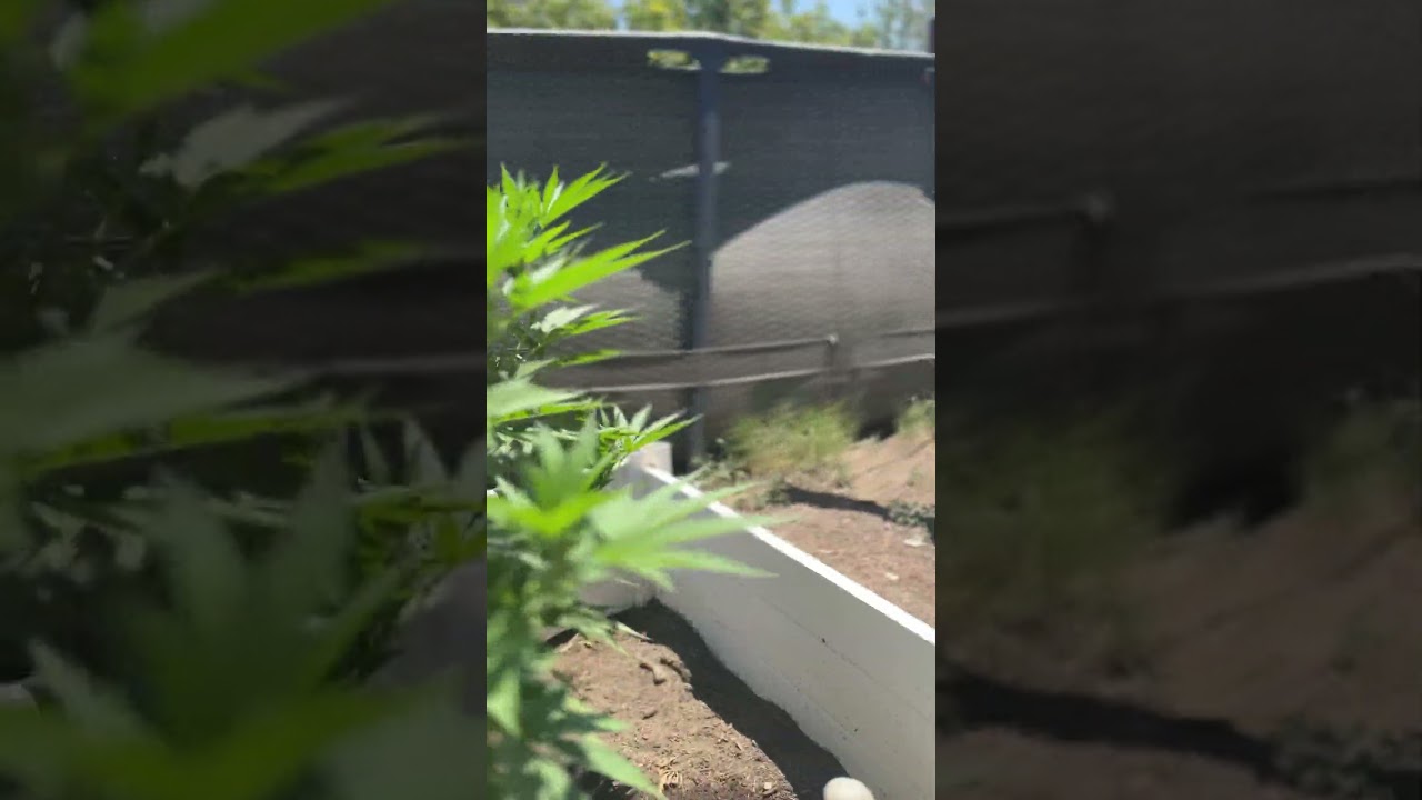 Indica outdoor! Black domina