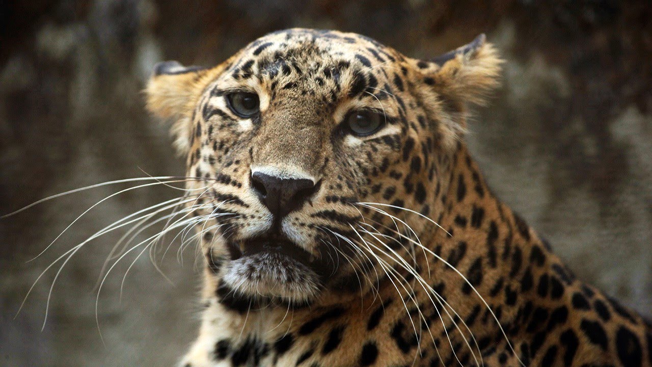 DOCUMENTARY  2019 | Animals From Asia