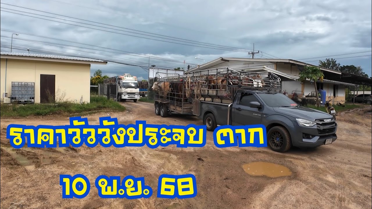 ราคาวัวตลาดนัดโคกระบือวังประจบ ตาก ( 10 พฤศจิกายน 2568 )