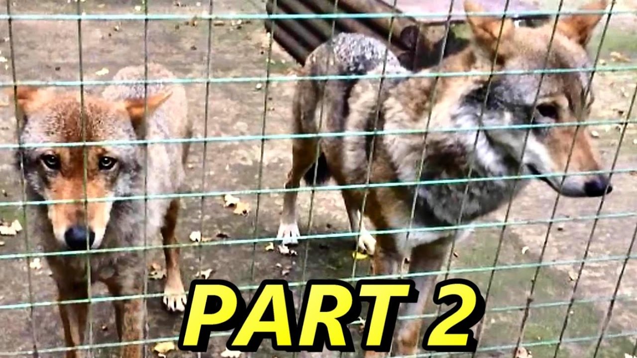 PARADISE WILDLIFE PARK 2016 PART 2