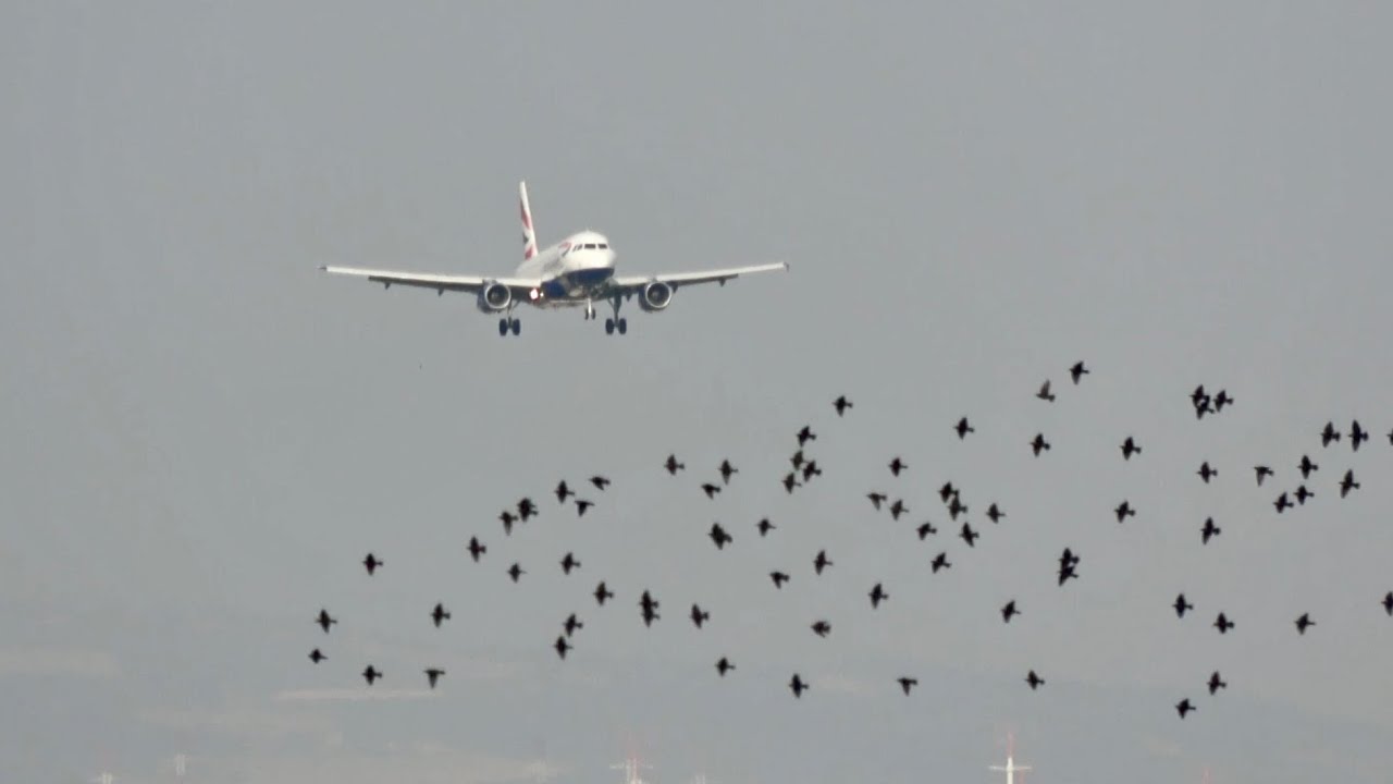 Airbus A319 Compilation - TAP Portugal, British Airways, Finnair and Easyjet at Lisbon Airport
