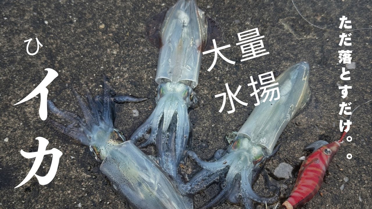 ヒイカ絶好調！初心者必見の釣り方＆コツを解説【短時間朝マズメ釣行】
