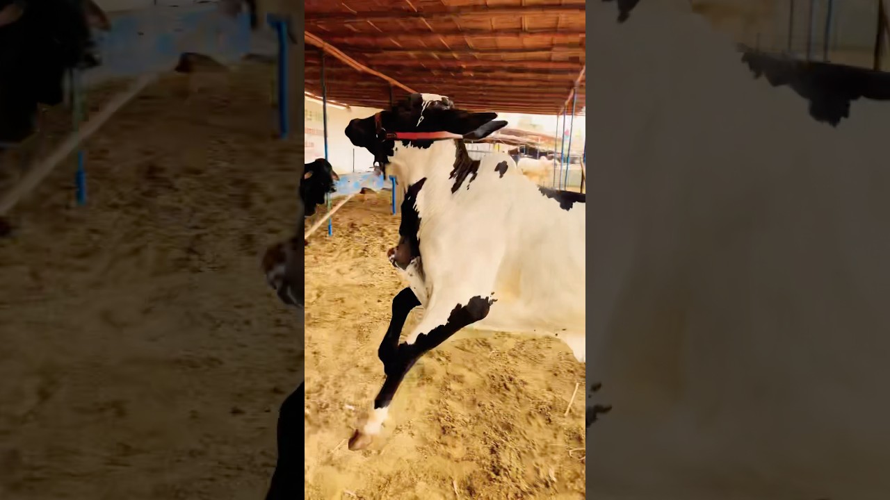Karachi Cow Mandi - Malir Mandi - Multan Mandi - Bakra Mandi 