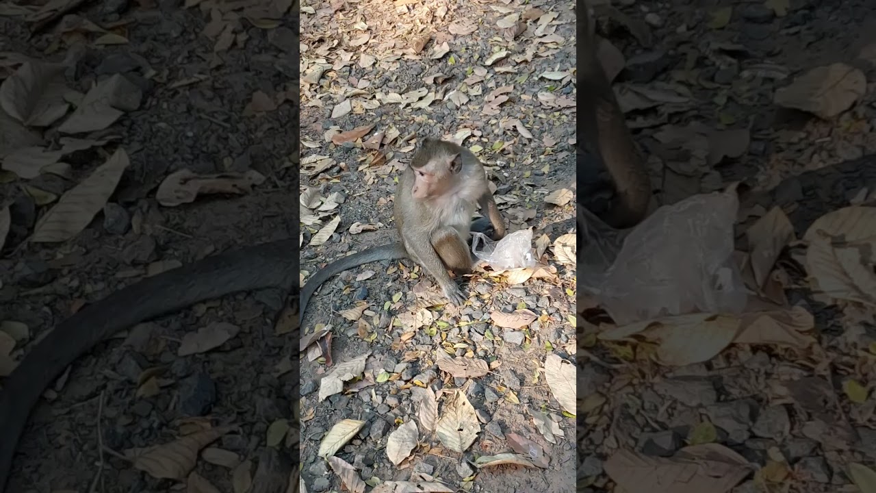 Monkey need food #babymonky #monkey #cutemonky