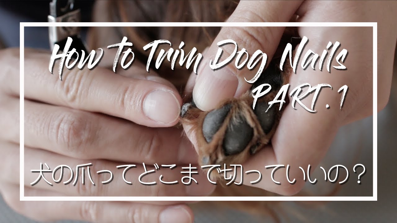 【 Part.1】知っておきたい犬の爪切り成功ポイント！血管を把握する！