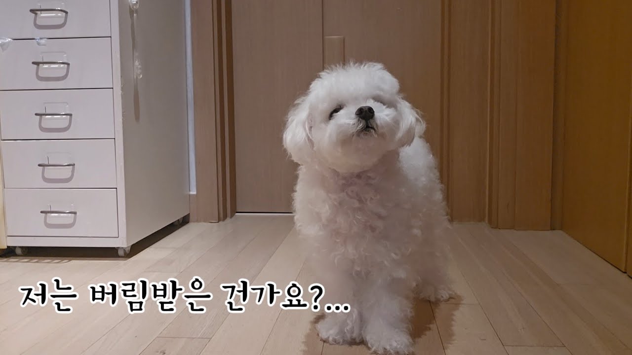 며칠 떨어져 지냈더니 강아지가 버림받았다고 생각하는 것 같아요 ㅠㅠ