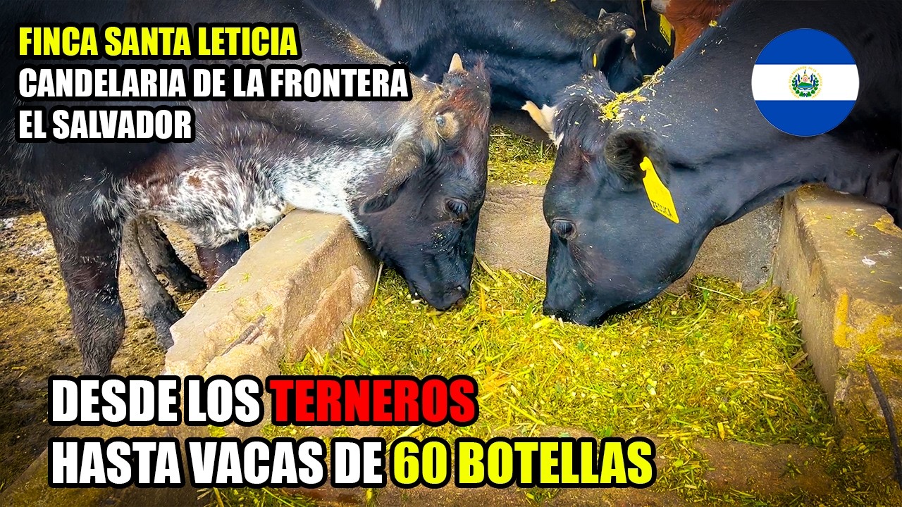 🐄🔥 ¡Increíble! Esta vaca da 60 botellas de leche al día