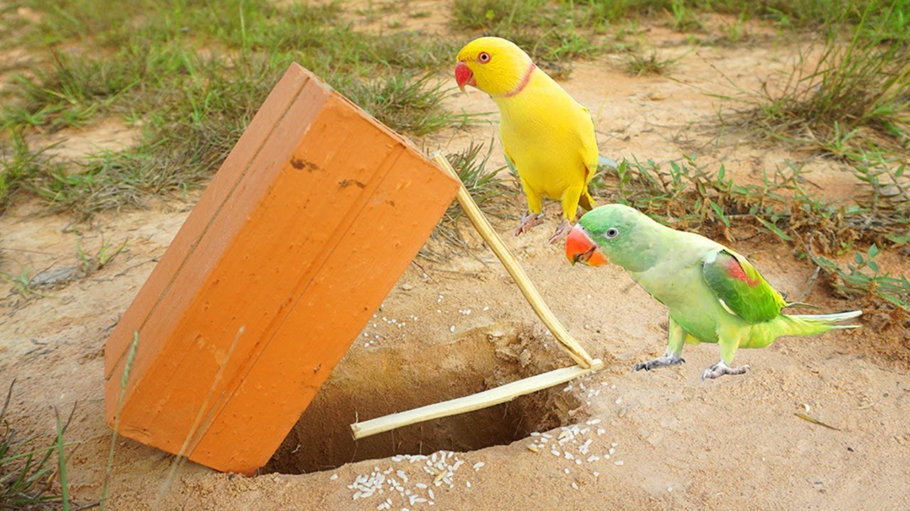 The First Creative Unique Parrot Bird Trap Technology Make From  Hole & Brick