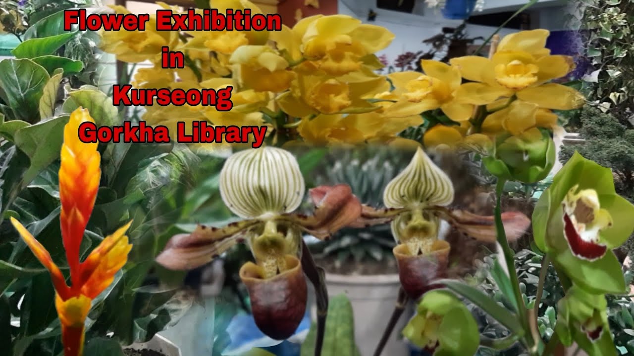 Flower Exhibition || #gorkhalibrary || #kurseong