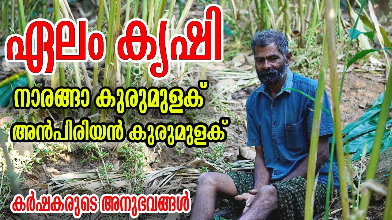ഏലം കൃഷി | നാരങ്ങ കരുമുളക് കൃഷി | അൻപിരിയൻ കുരുമുളക് കൃഷി   Njaanoru malayali 