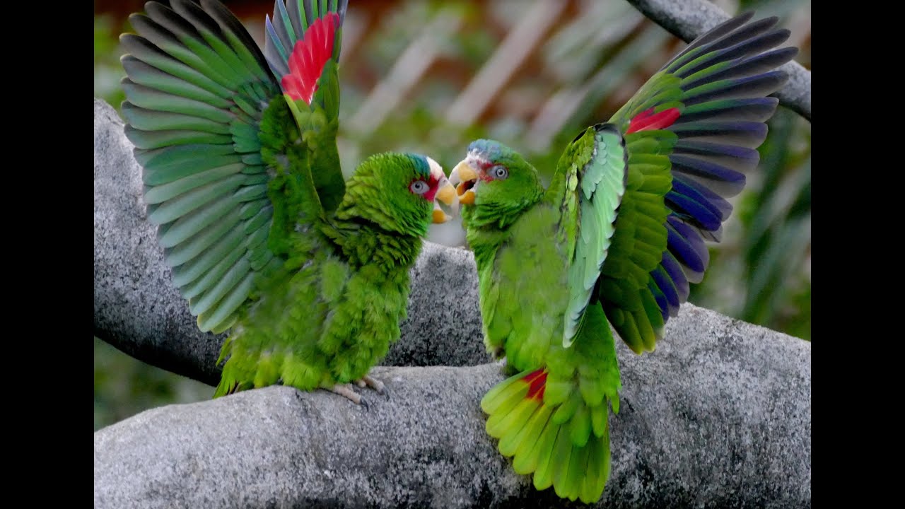 Amazona Albifrons