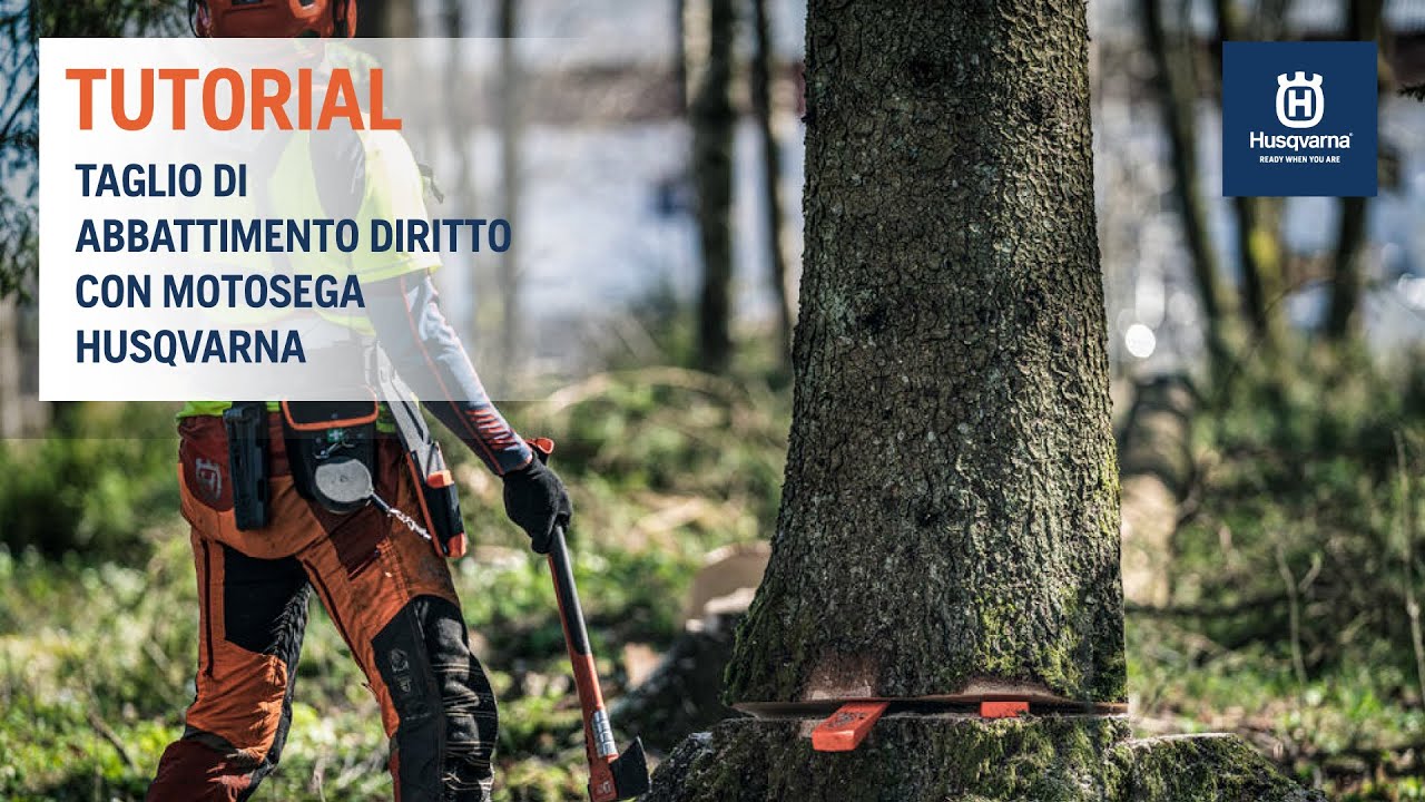 Lavorare con la motosega - Taglio di abbattimento diritto da dietro