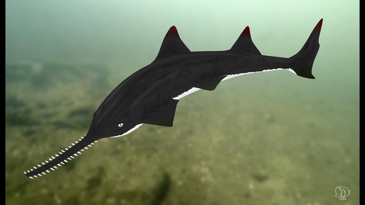 Sawfish   Modern Dinosaurs
