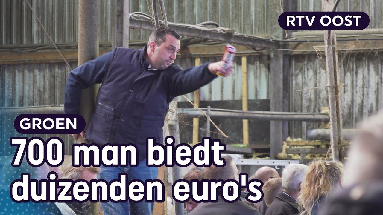 Koeienveiling: veestapel boer noodgedwongen onder hamer | RTV Oost