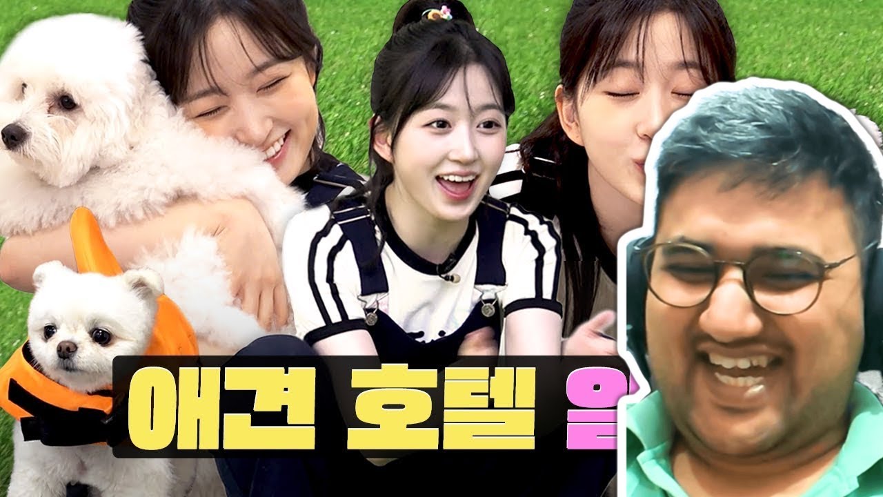 So cute I want to bite them but stopㅣWork-dol | Pet HotelㅣPuppies | Workdol Nmixx Haewon Reaction