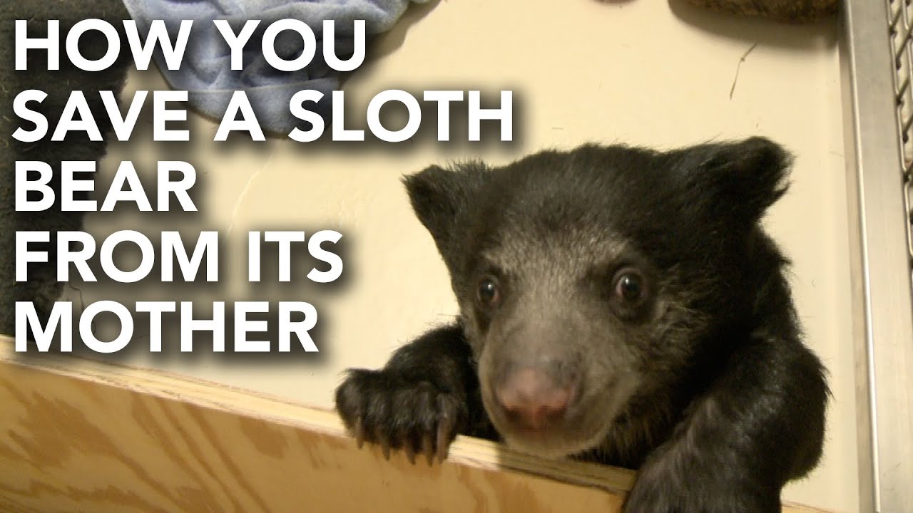 Why this bear had to be taken from its mother