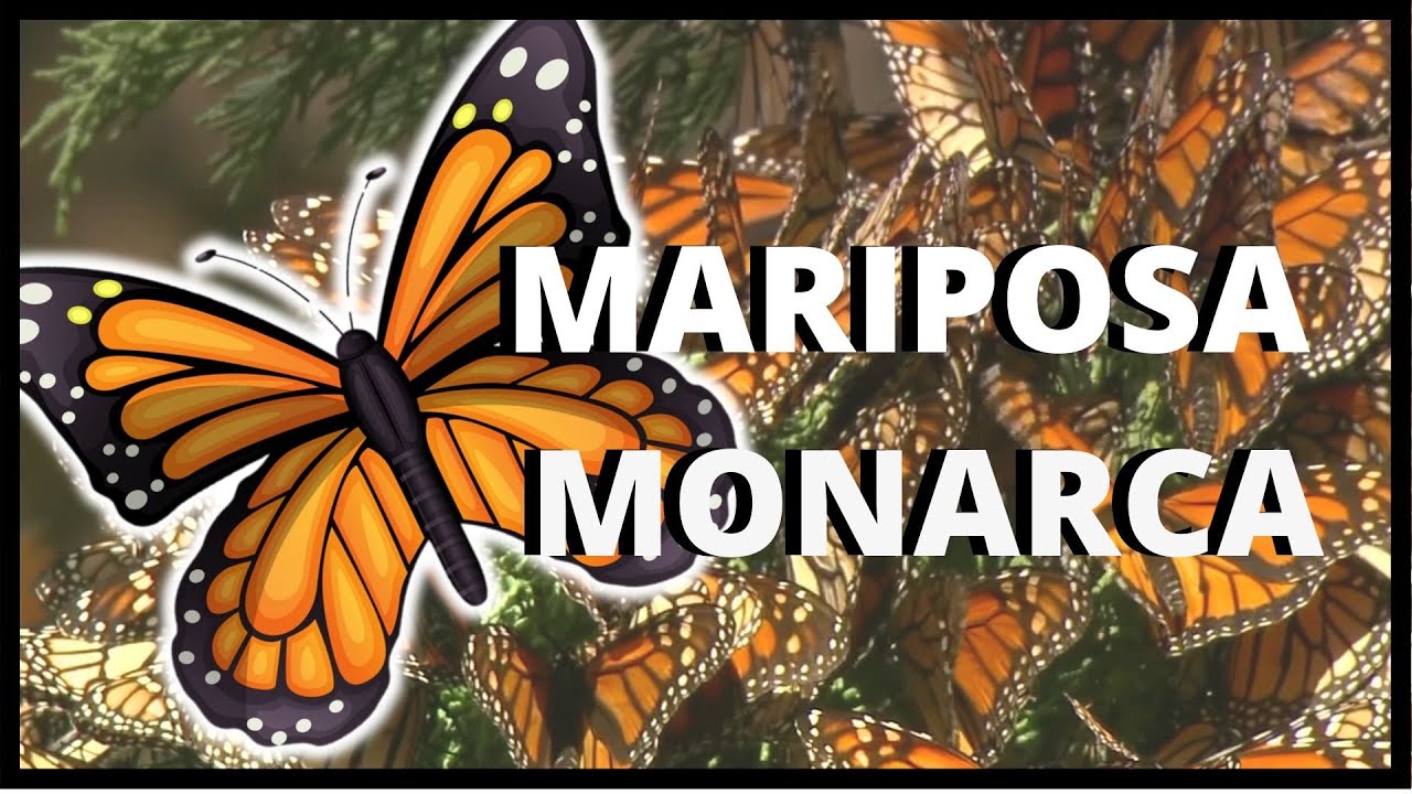 El Increíble Viaje de la Mariposa Monarca | Documental | Todos Sabios