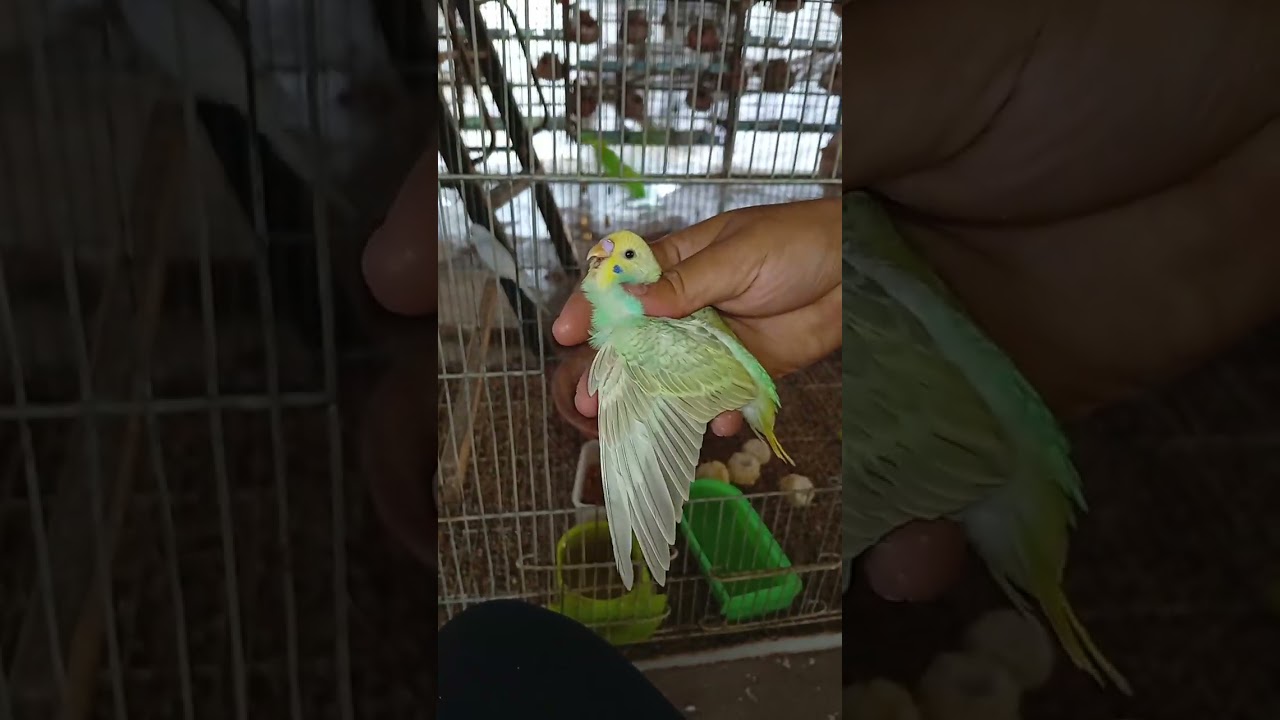 Rainbow budgies world 