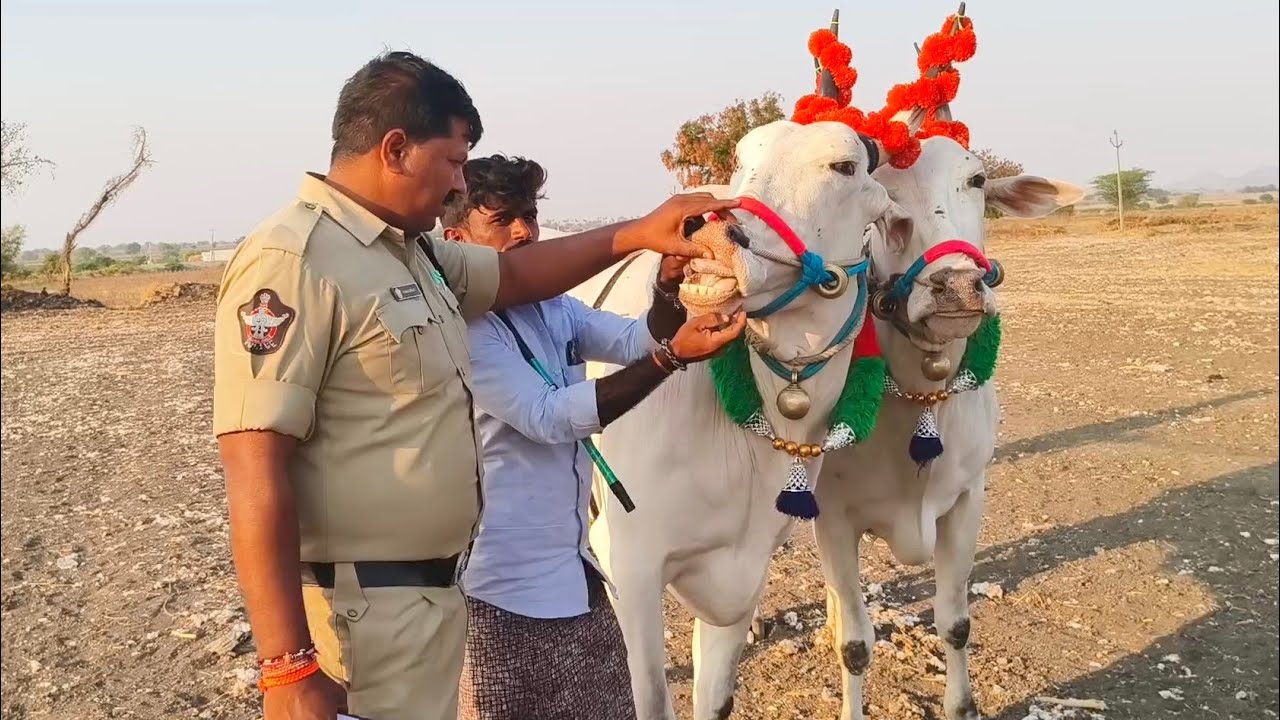 Santhekudlur Cattle pair in letest video_Oxe's price speech Khilari Cart video 2026