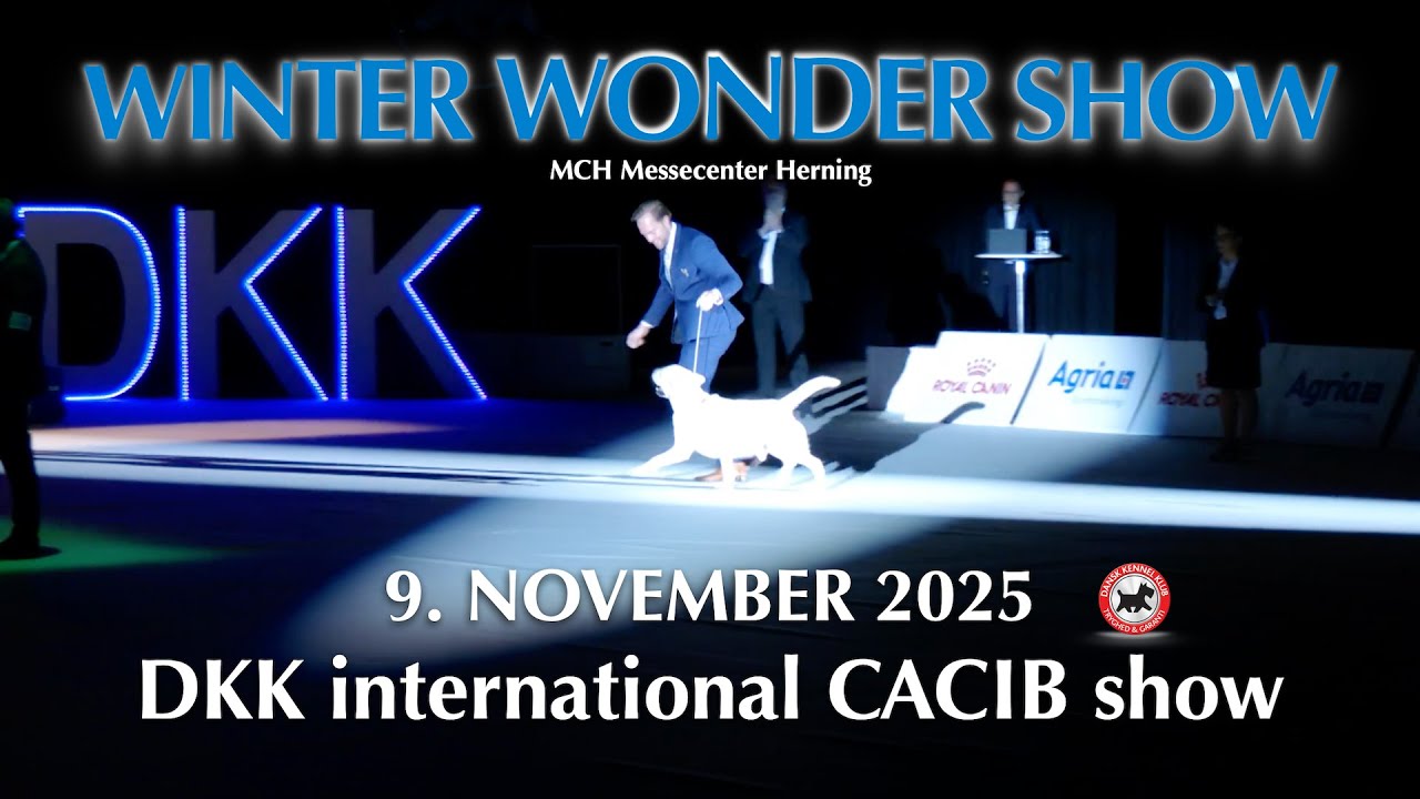 Winter Wonder Show 2025 - CACIB show / Danish Winner