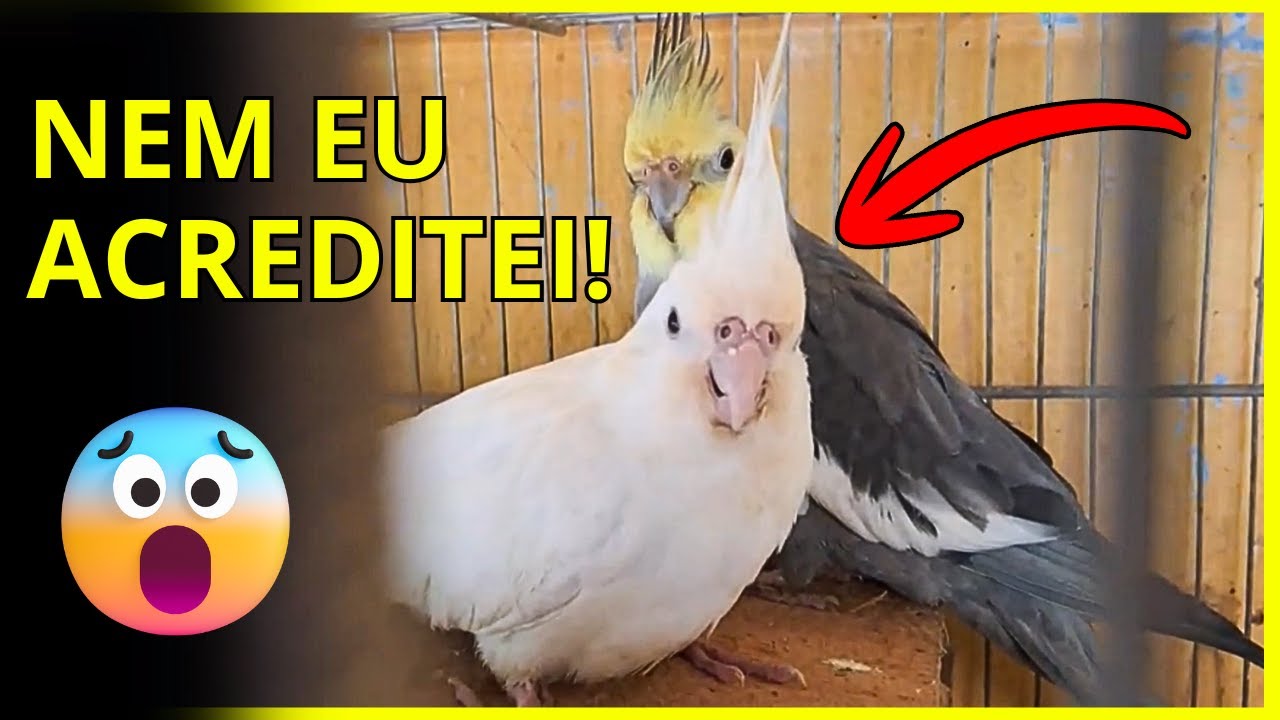 É INACREDITÁVEL - Este casal de CALOPSITAS tiveram 8 filhotinhos de uma só vez!