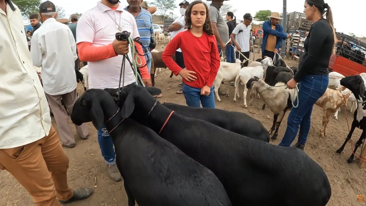 Feira de Caprinos Ovinos e Suínos de Tabira Pernambuco 28/01/2026 #nordeste