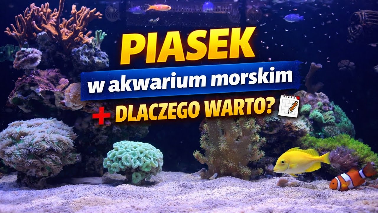 PIASEK W AKWARIUM MORSKIM – CZY WARTO? #akwariummorskie 