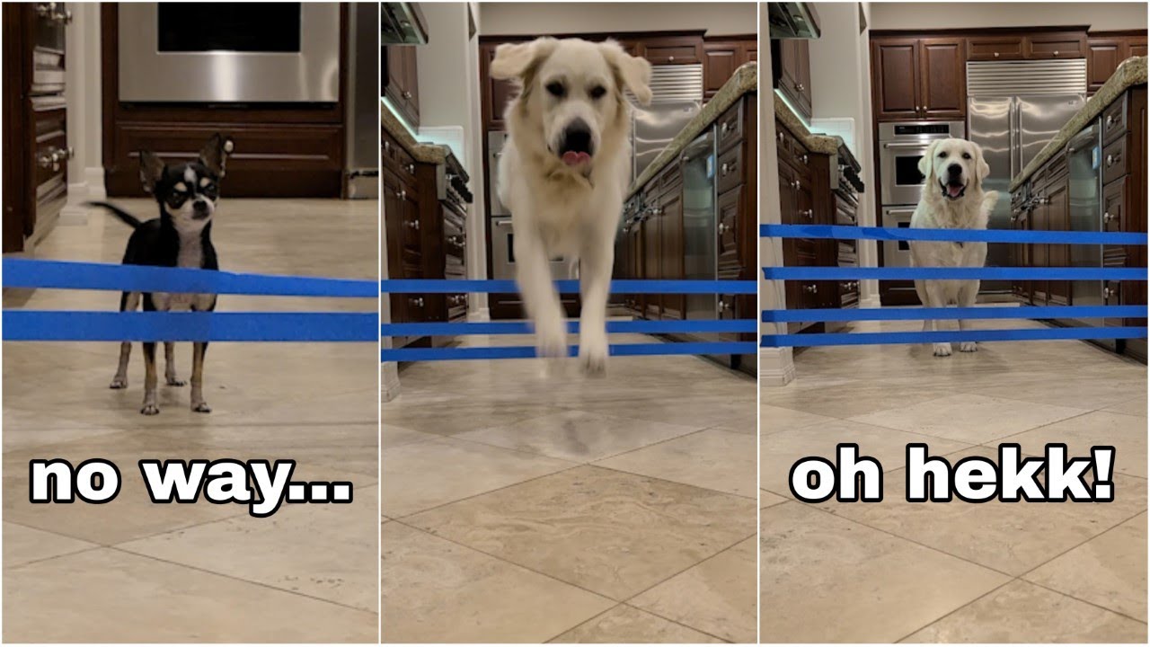 My dogs reacts to the painter's tape challenge GONE WRONG! #retriever #chihuahua #funny #puppy #tape