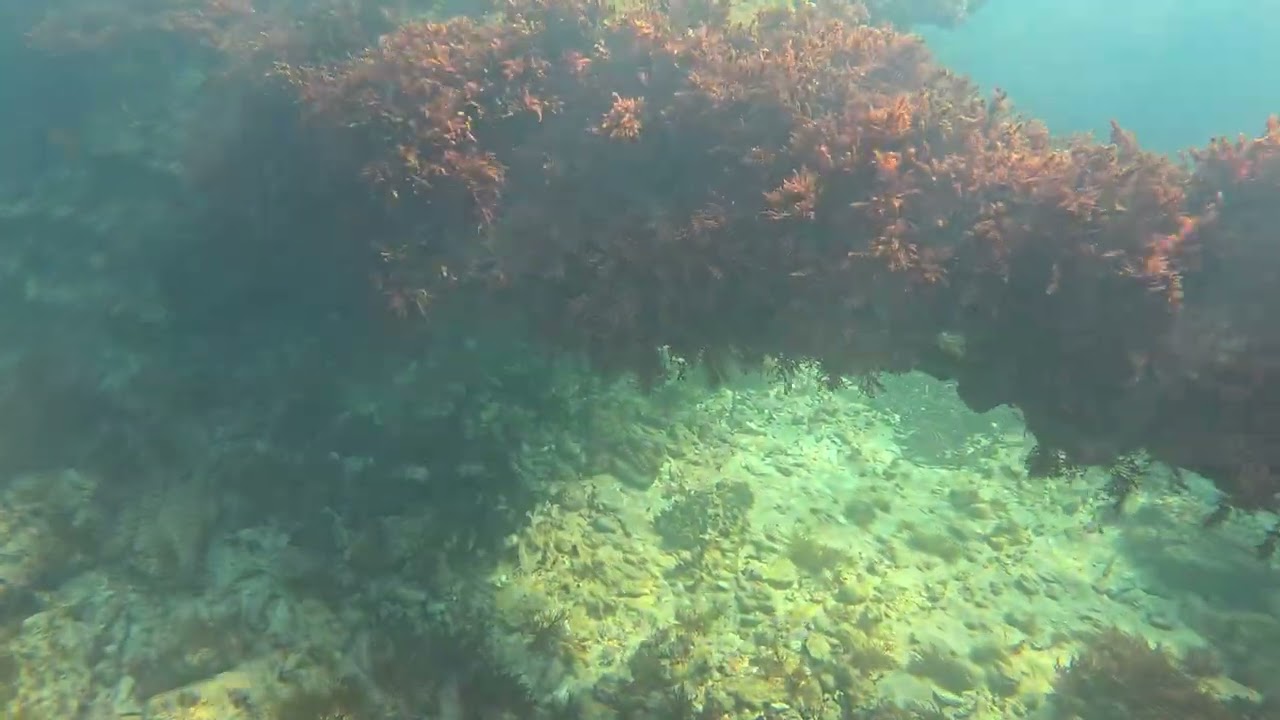 Snorkel invierno - algas rojas #4k #gopro