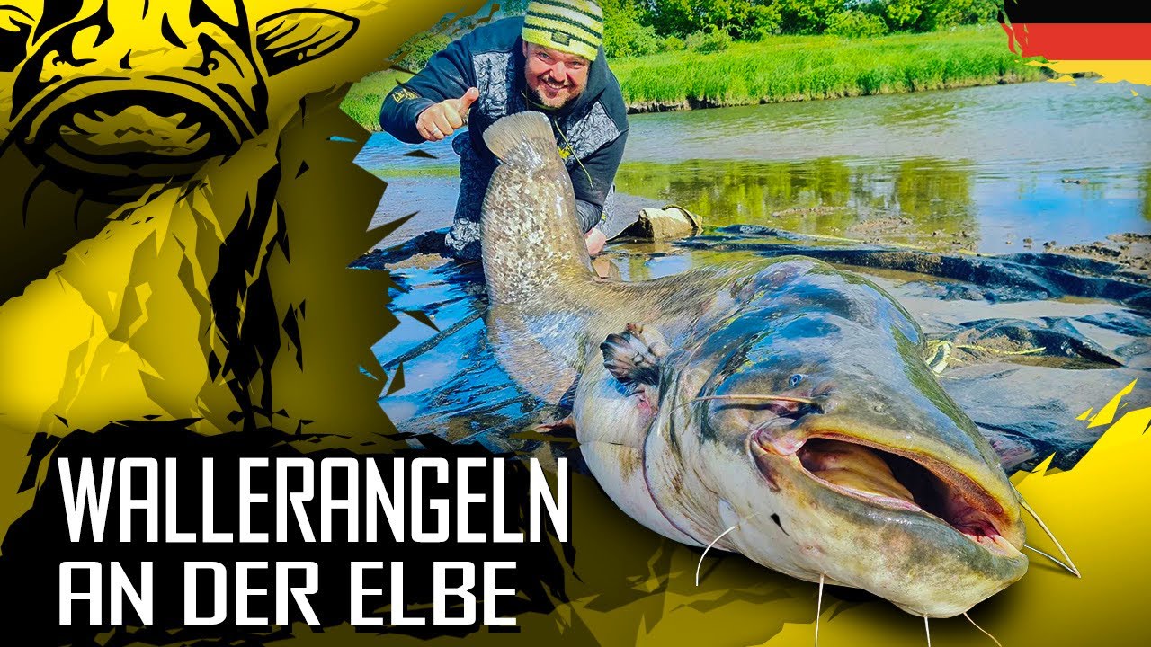 Wallerangeln an der Elbe | Techniken & Montagen | Welsangeln in Deutschland