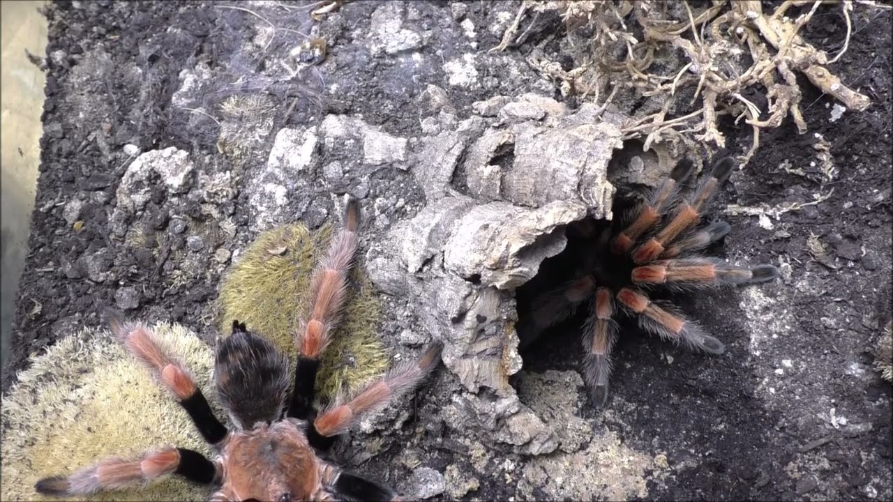 Brachypelma baumgarteni Verpaarung