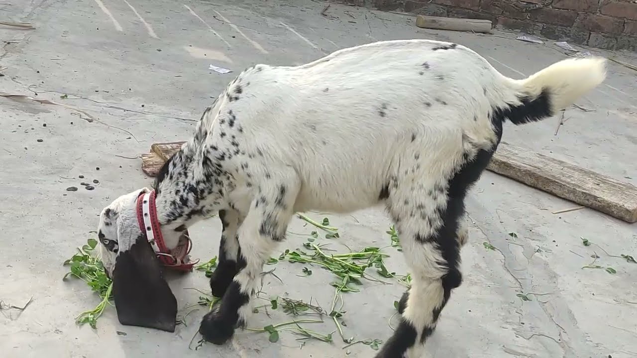 Beetal and Teddy Goats 🐐