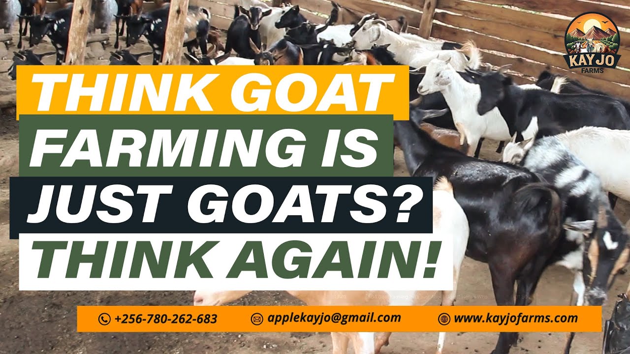 Goat Farming Isn’t Just About Goats! Here's What Really Happens On The Farm | ep64 #goatfarming