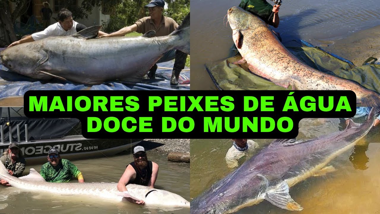 Os 10 Maiores Peixes de &Aacute;gua Doce do Mundo - Alguns s&atilde;o Verdadeiros Gigantes da Natureza!!!!