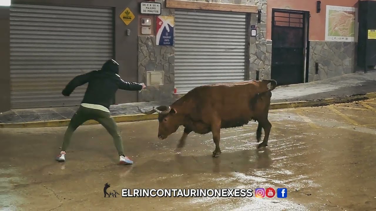 Enfundadas de guillamon en sueras 30 de enero de 2026 