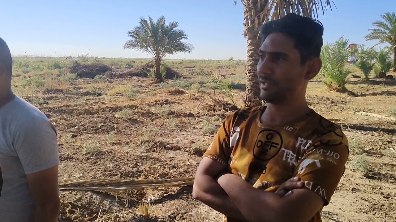 صيد البلابل البرية بالشباك محافضة ديالى وتوضيح عن الغاية من صيد البلابل