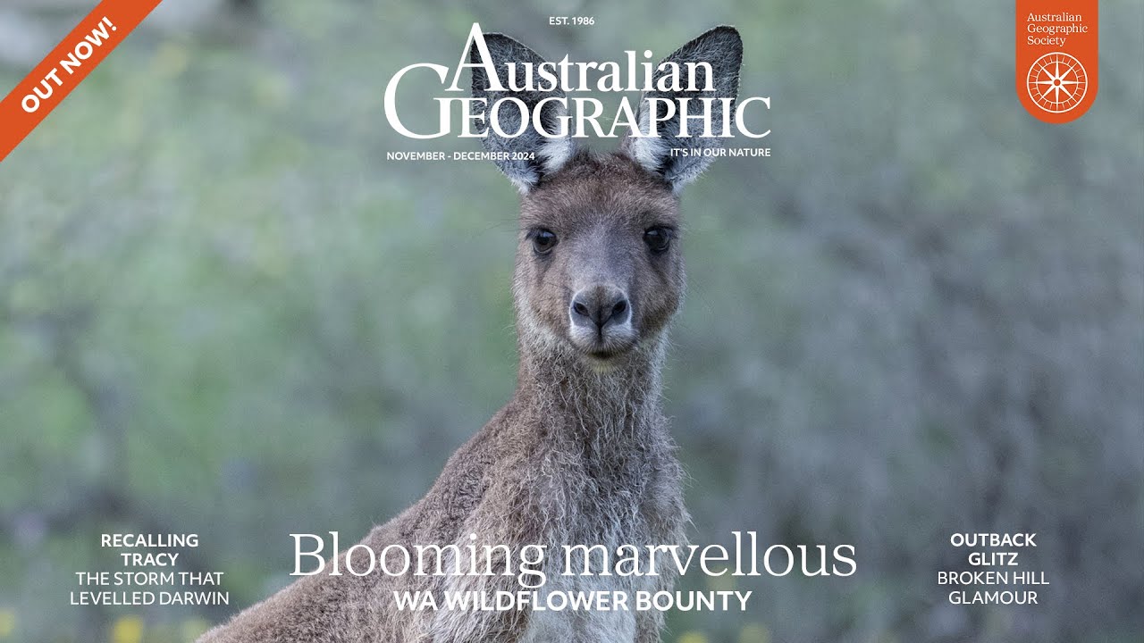 Watch a Western Grey Kangaroo Play Among Western Australia's Wildflowers!