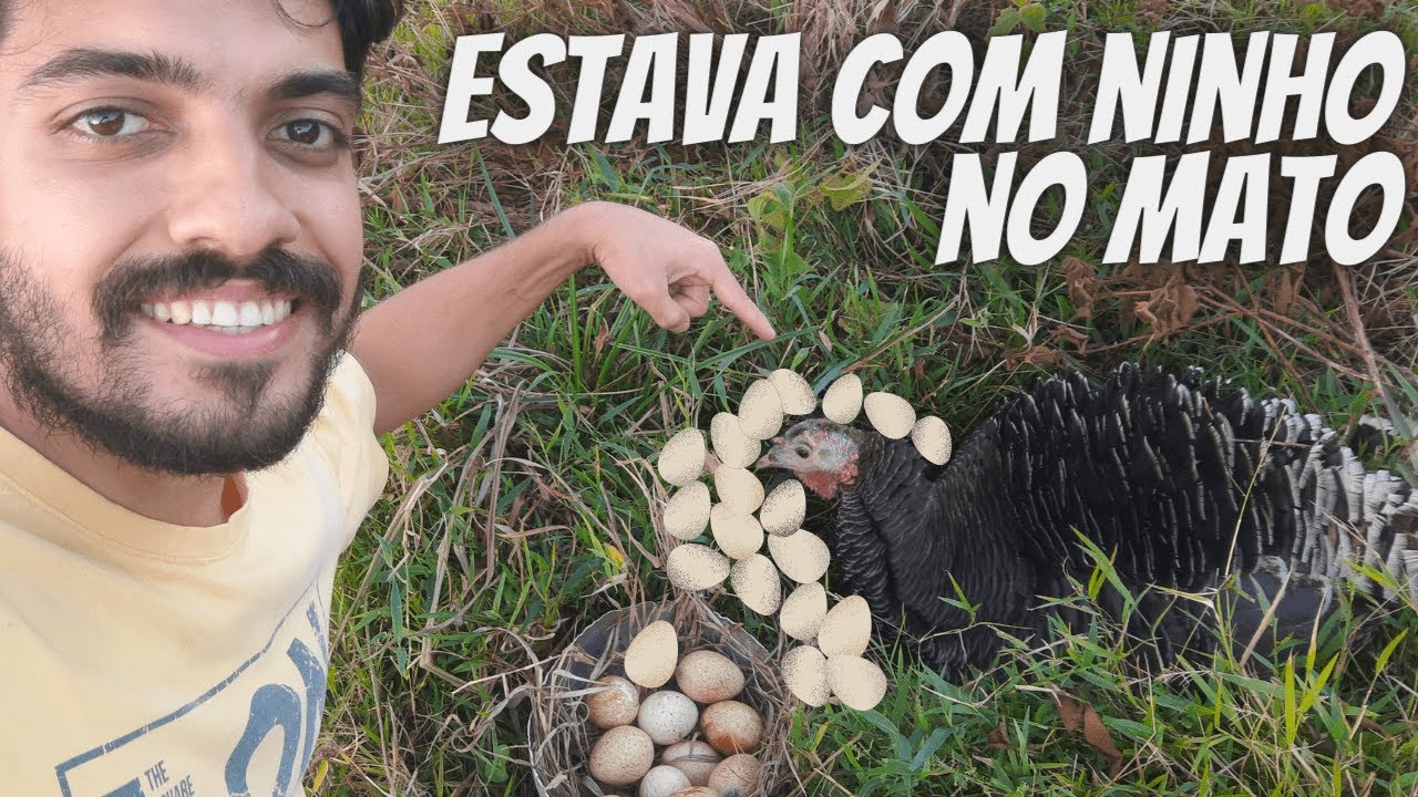 Econtramos a perua com ninho no mato