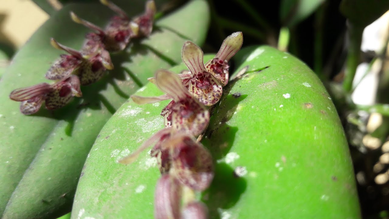 ACIANTHERA  