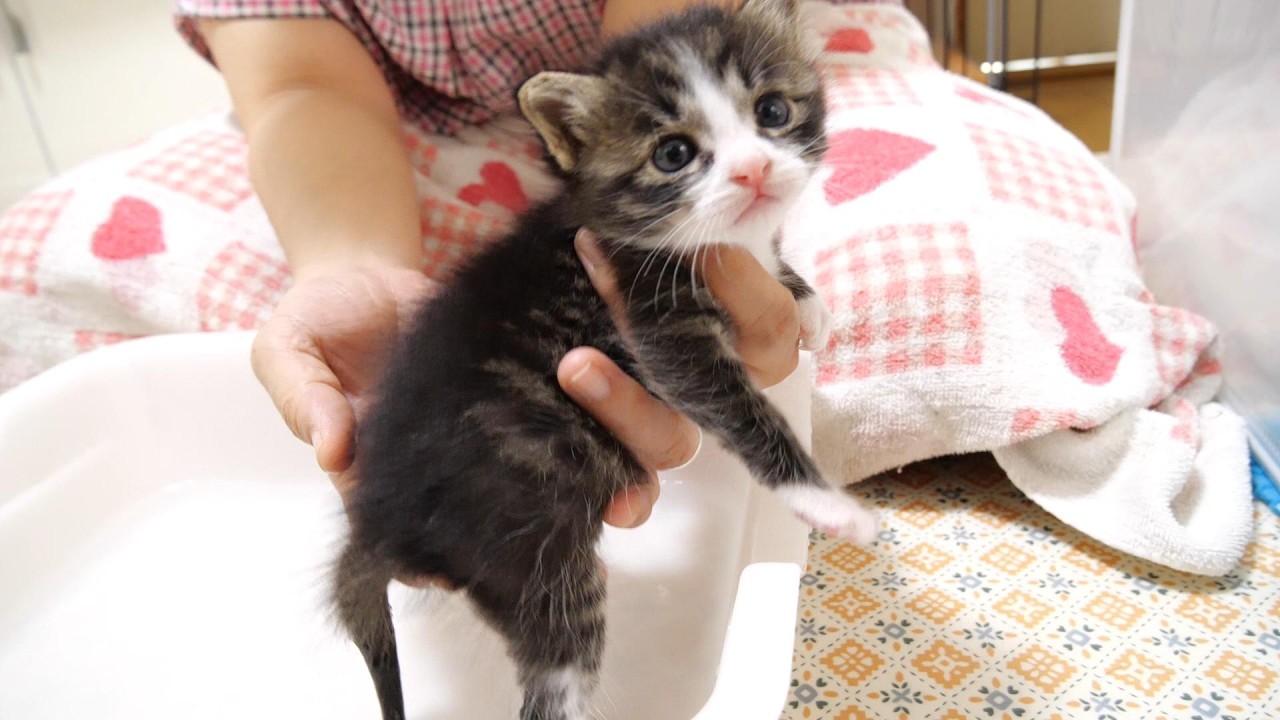 お尻を洗われる赤ちゃん子猫がカワイイ鳴き声でママにニャーニャー【赤ちゃん猫　保護猫】