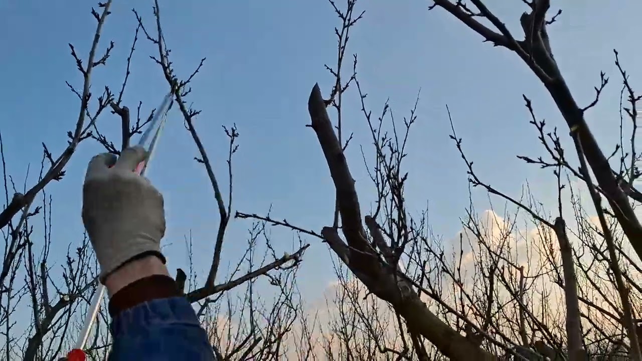 Rezidba šljive, zasad star  preko deset godina
