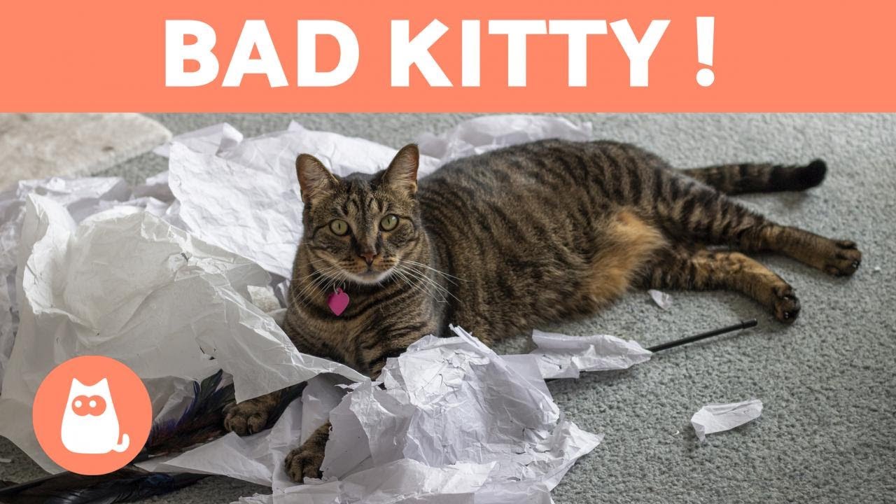 Comment GRONDER correctement un CHAT 🐱✅ (&Eacute;ducation F&eacute;line)