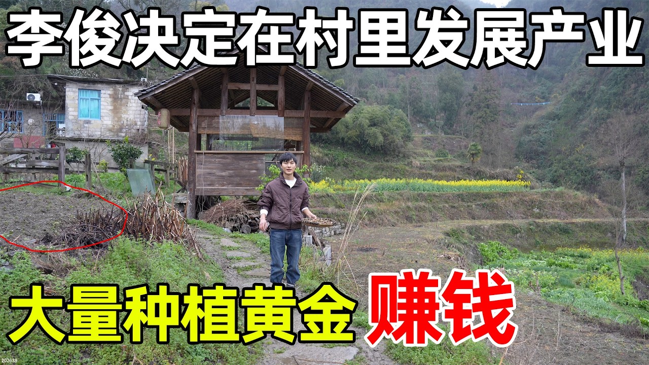 大量种植黄金不怕卖不出去，有人上门回收，决定在村里发展产业赚钱，黄金是名贵药材