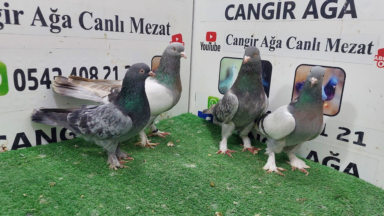 CANGiR AĞA Canlı Güvercin Mezatı Siirt Necat özdemir Bol sefer bol takla Damar kuslari ucur gör