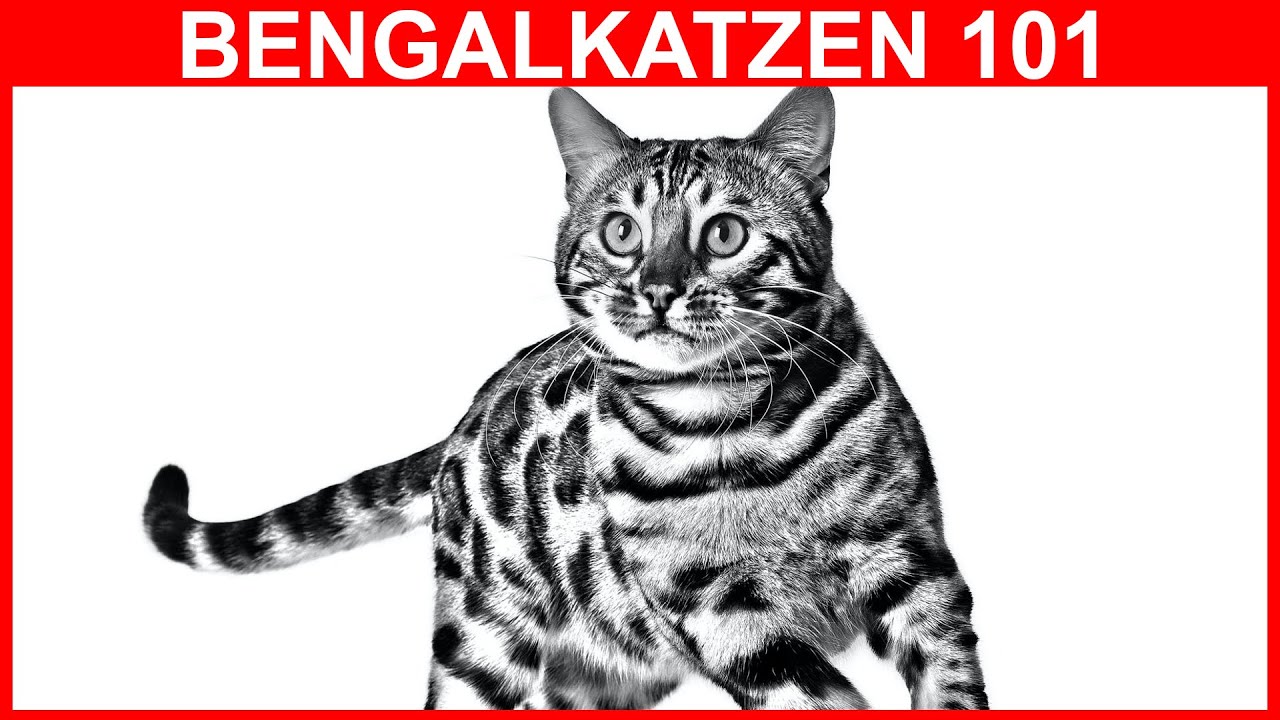 Bengalkatzenrasse: ihre einzigartigen Eigenschaften und ihre Geschichte!